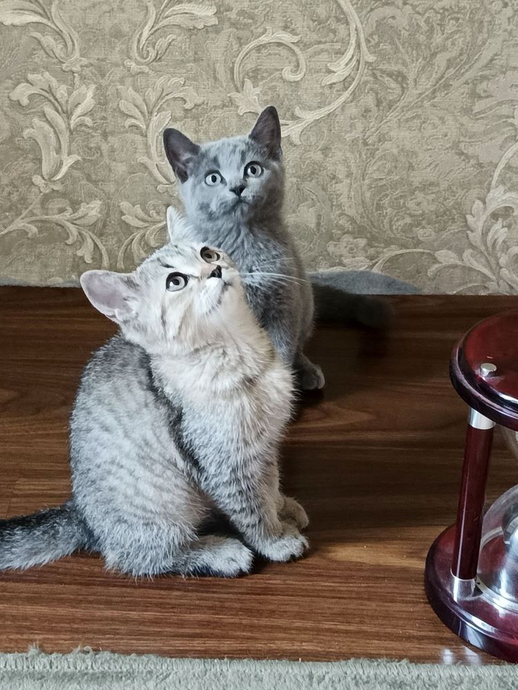 Кошка британская
