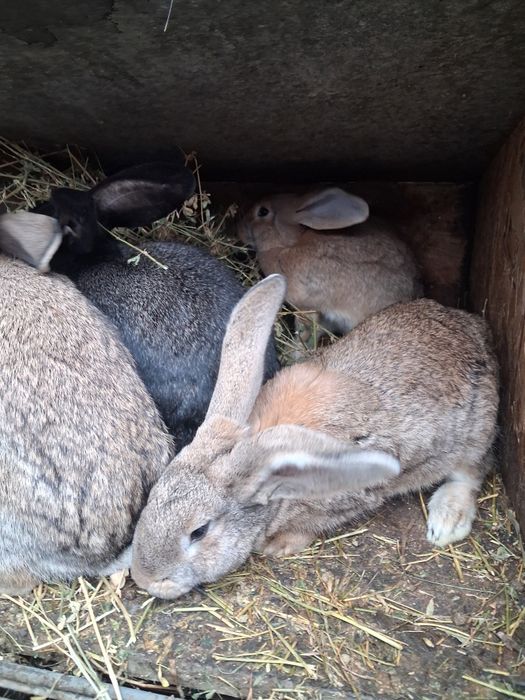 Iepuri tineri urias german 3-4 kg