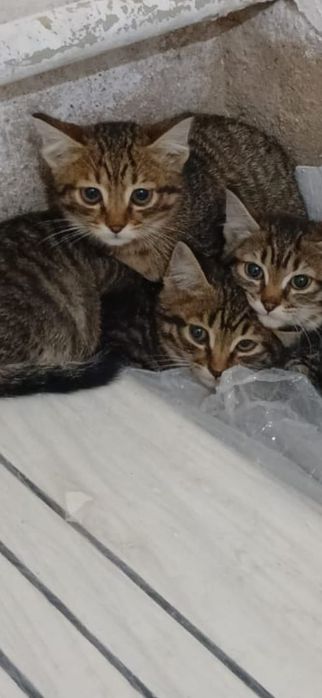 Срочно отдам даром котят