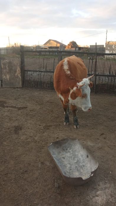 2 жасар Тайынша сатамын