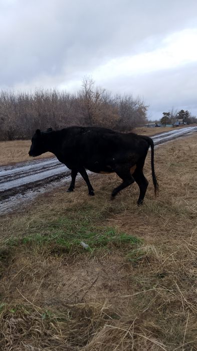 Продам корова молочная дойни, спокойной 5 отель