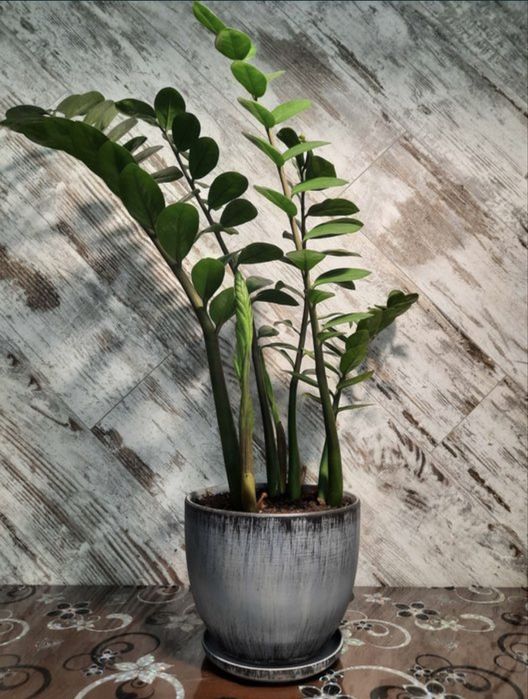 Комнатное растение для дома и офиса.
Долларовое дерево