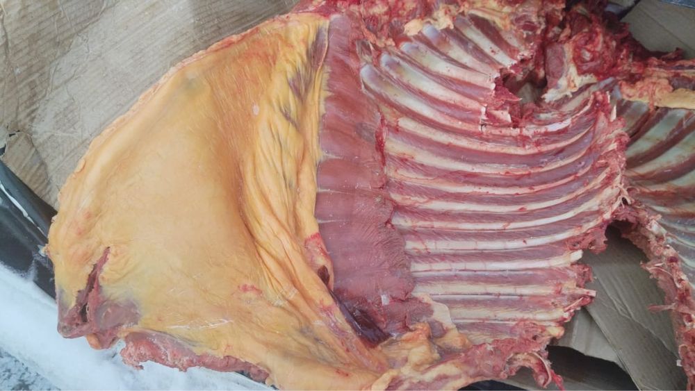 Продам конину жылқы еті