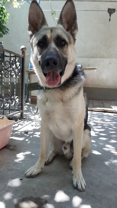 Ищем подругу нашему коасавцу