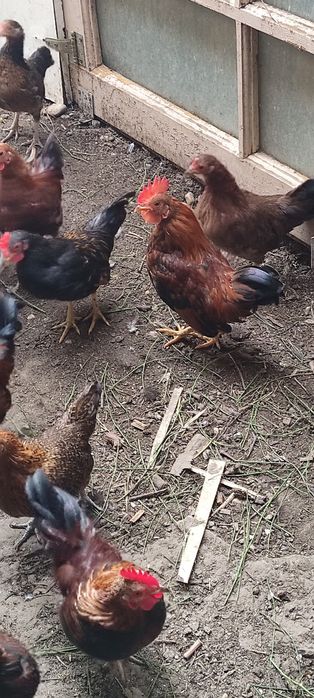 Găini americane pitici