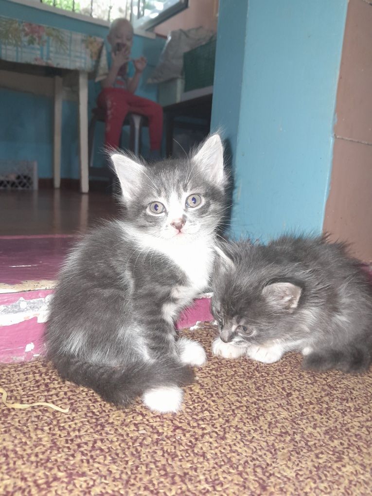 Котята скотиш страйт