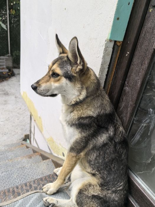 Подарявам куче с хигиенни навици.