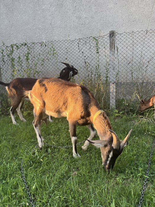 Capra Alpin cu Anglonubian