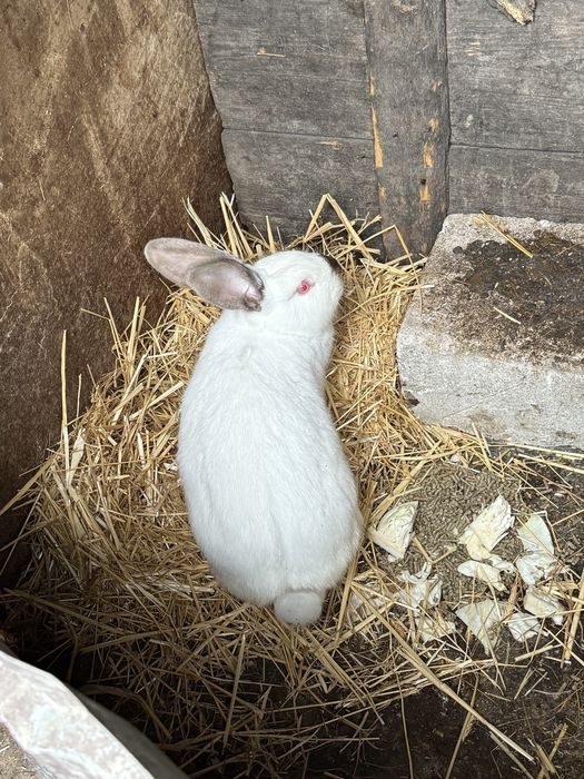 Vand femela urgent 150lei negociabil