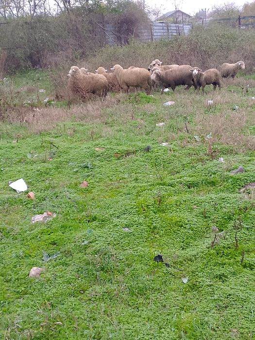 Vand Carlani bune grase nu sunt slabe tănare