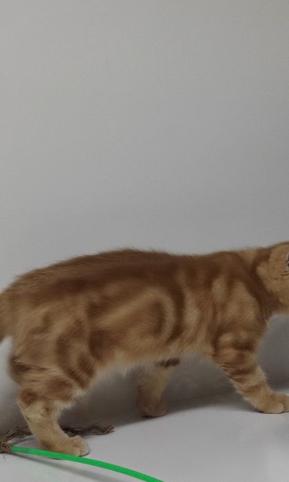 Британские Котики и кошечки ждут любящих хозяев