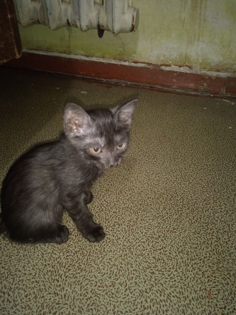 Продаются котята