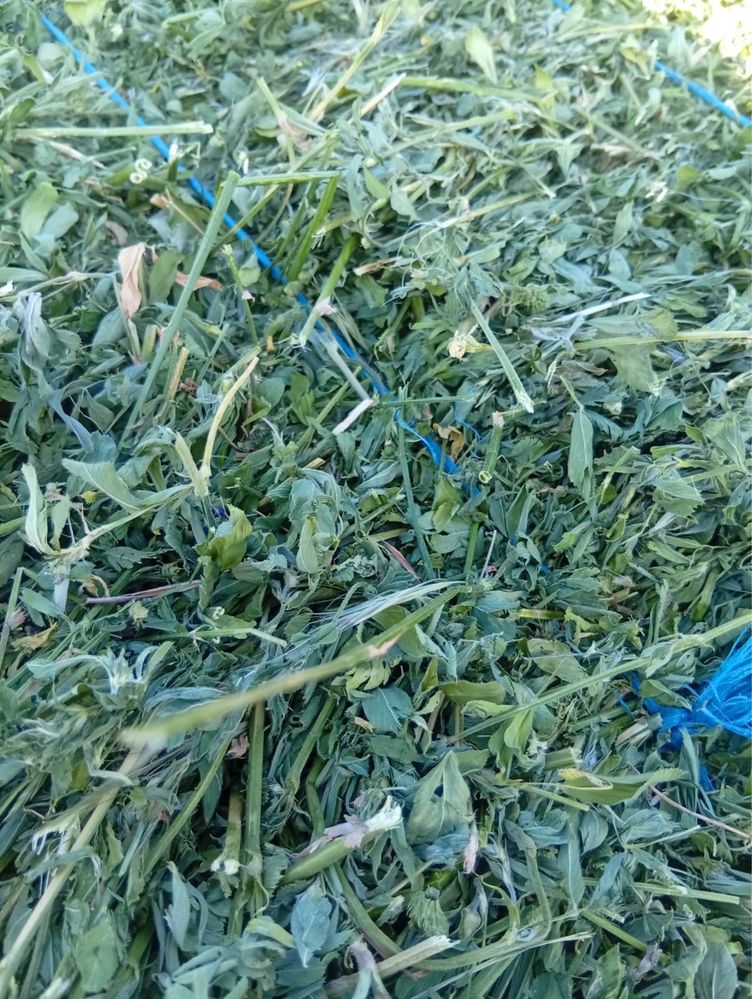 Baloti lucerna extra calitate