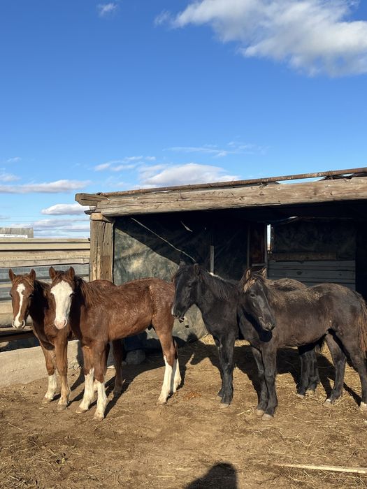 жабагылар сатылады 1 ургашы 2 еркек