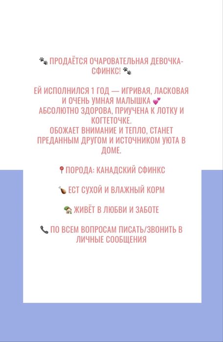 Канадский сфинкс ,ласковая девочка