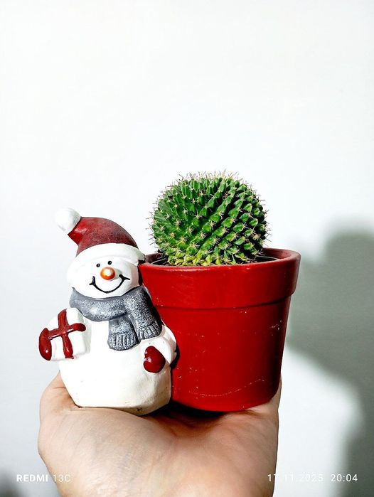 Кактусы суккуленты новогодние подарки