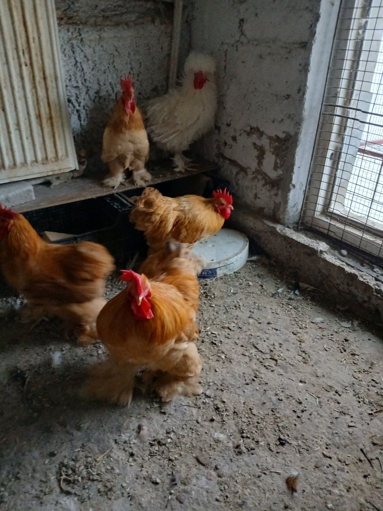 cocoși cochinchina pitic galben
