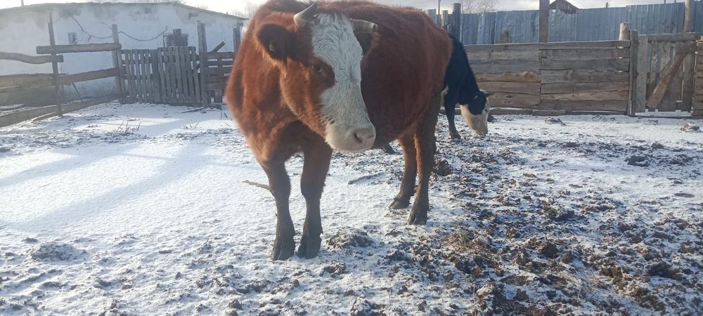 Продам корову стельную