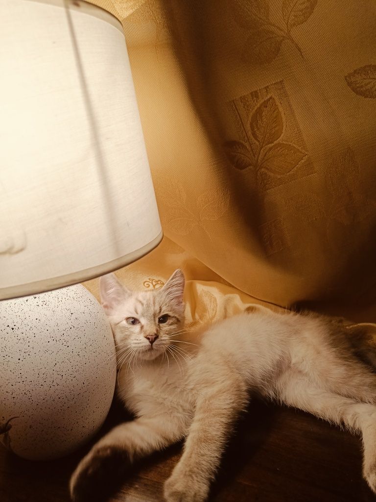 Котенок, возраст три месяца