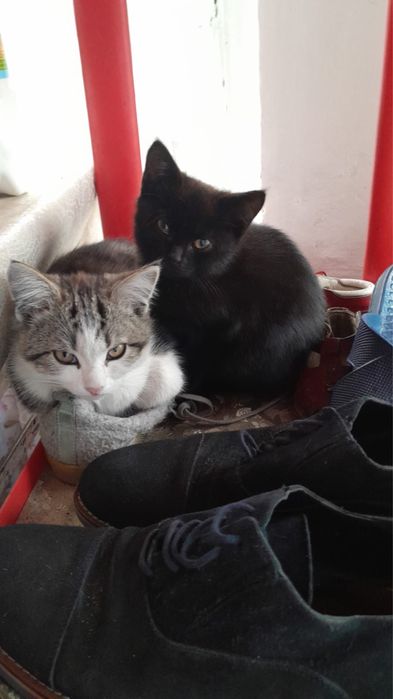 Продам котят недорого
