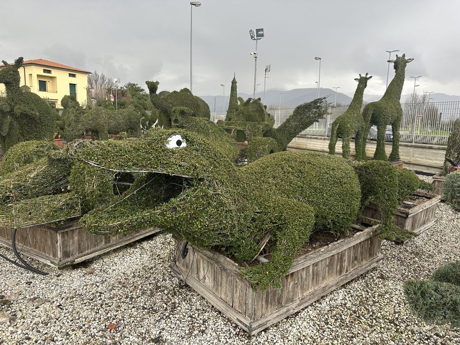 Tuia Lilandi smarald si multe alte speci