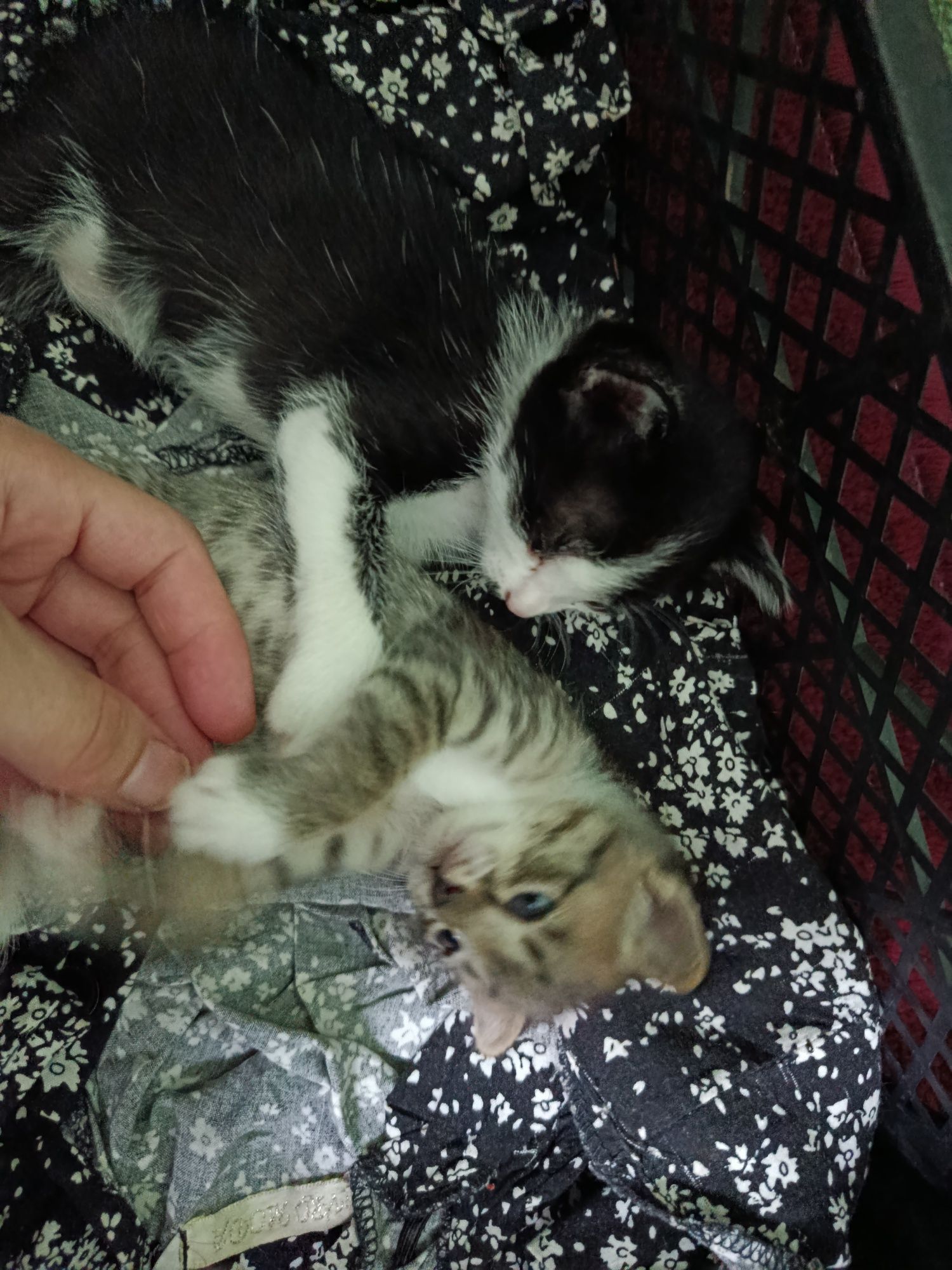 Yangi tugʻilgan mushuklar yaxshi qoʻllarga beriladi tekinga yaxshi qoʻ
