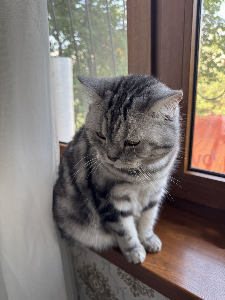 Отдаем в добрые руки Кота