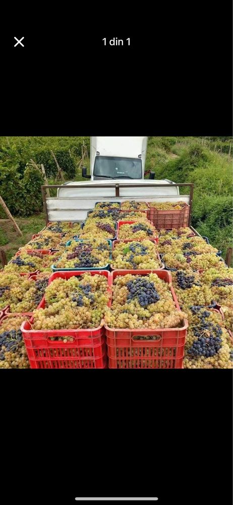 Vand struguri de vin.