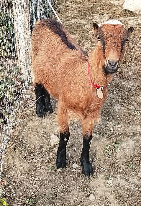 Vând 2 capre , una cu lapte și o iada gestanta .