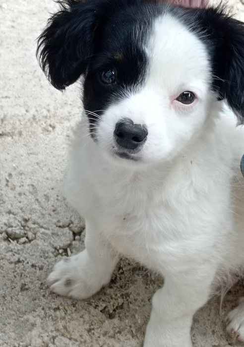 Donez cățel vârstă 3 luni