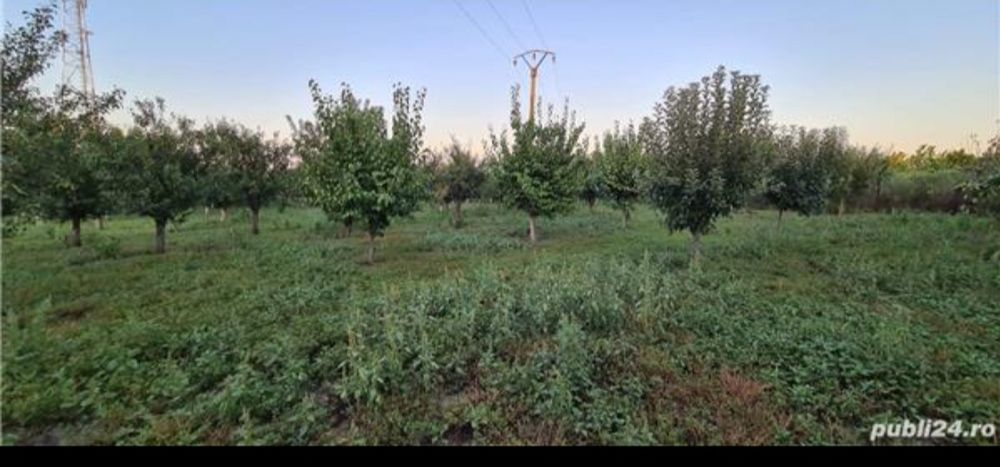 Teren+Construcții agricole (fost CAP)