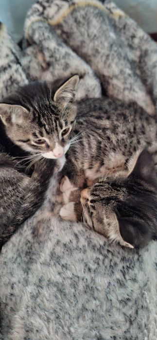 Отдам котят в добрые руки. Mushukchalarni mehrli qoʻllarga beraman