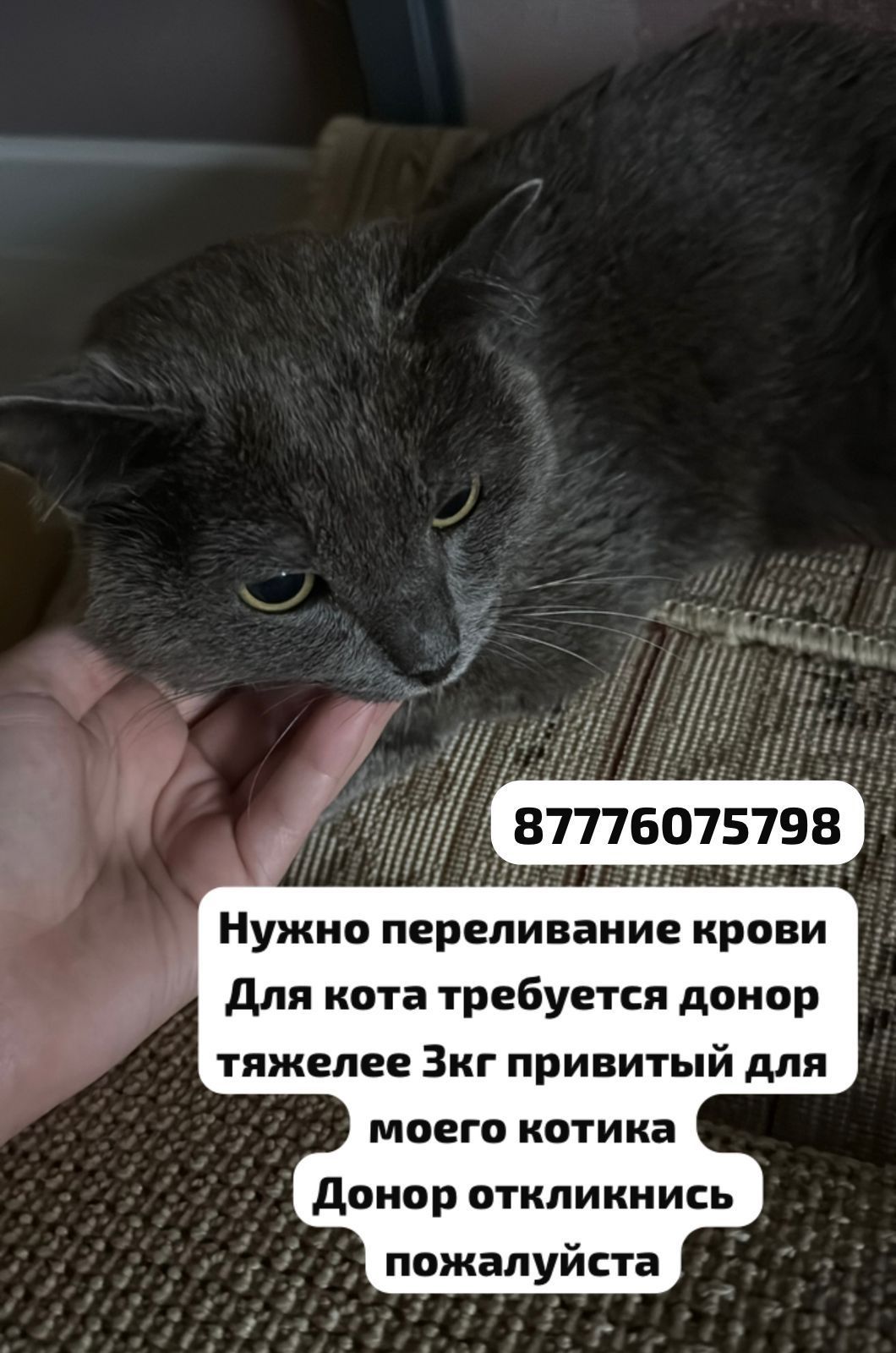 Нужна помощь котику