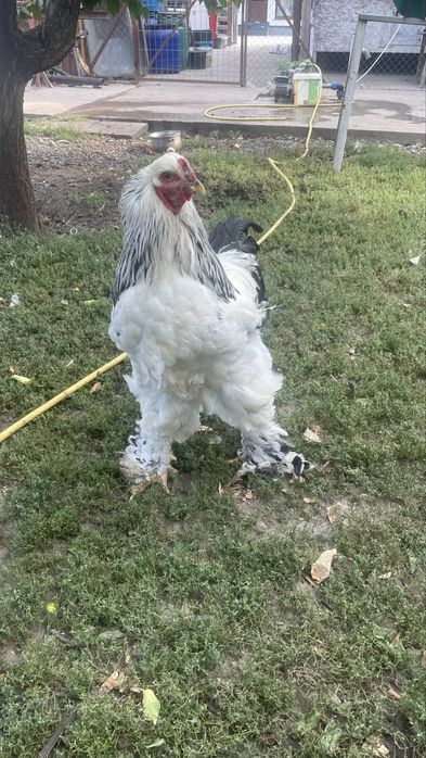 Cocos Brahma de vanzare