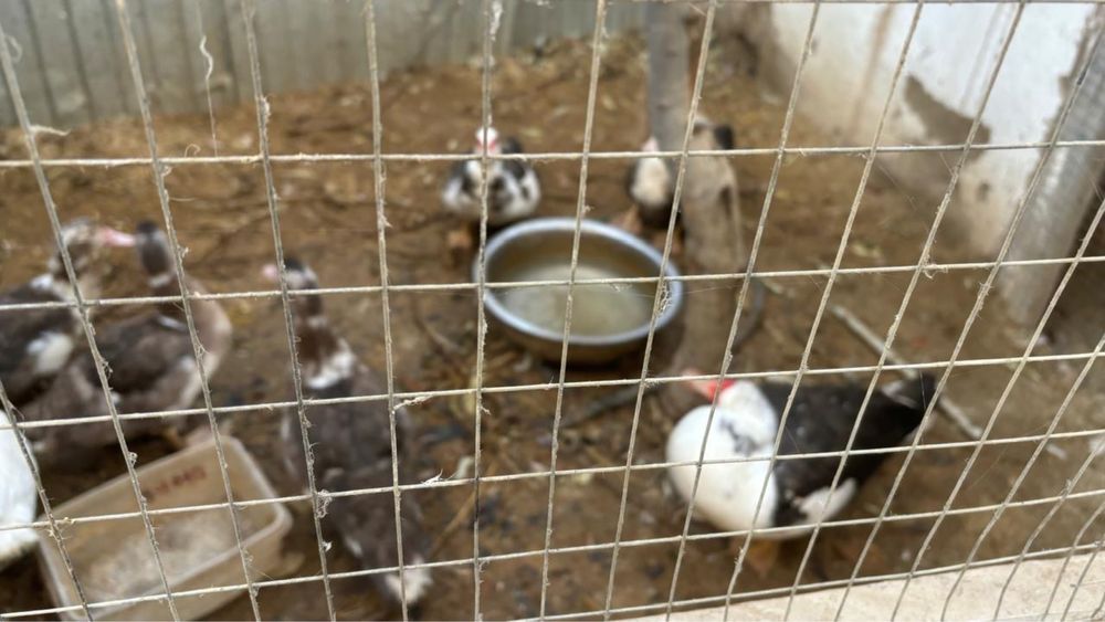 Продается индюки в количестве 8 штук