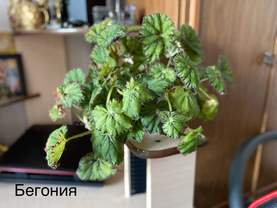 Комнатные цветы(растения)