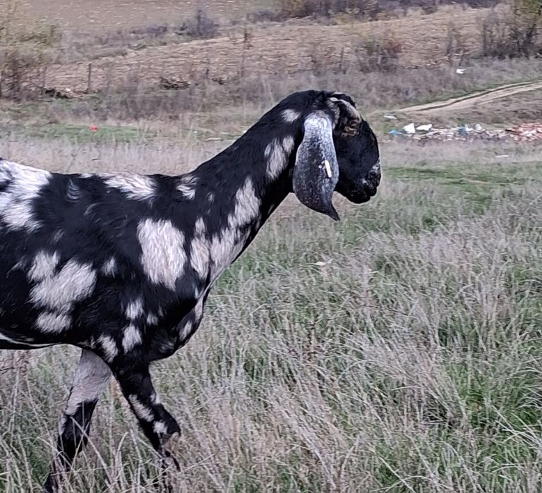 Vând capra ANGLO Nubian cu Pedigree Cehia