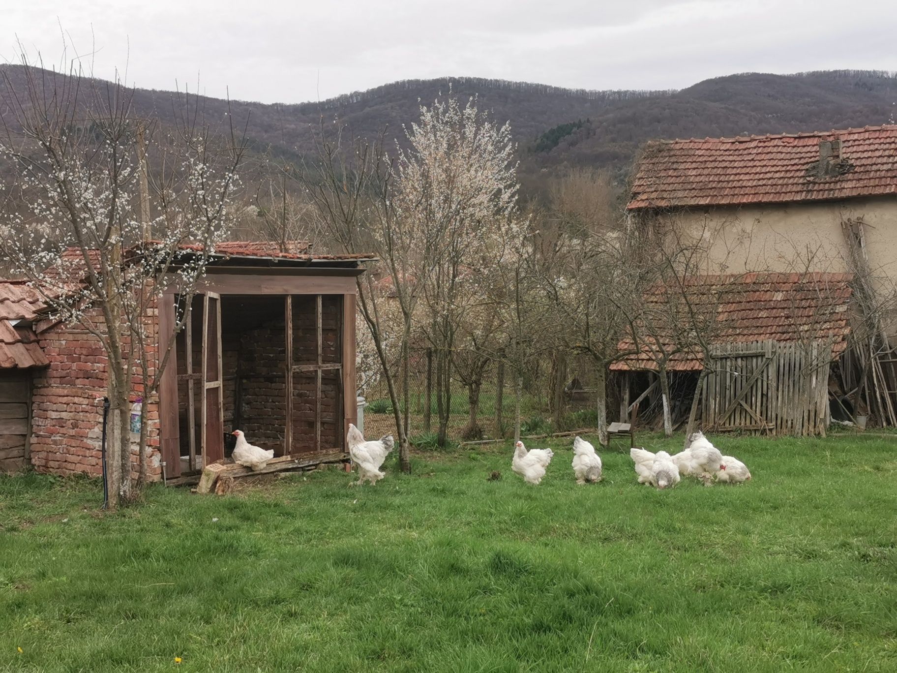 Оплодени яйца от Брама за люпене