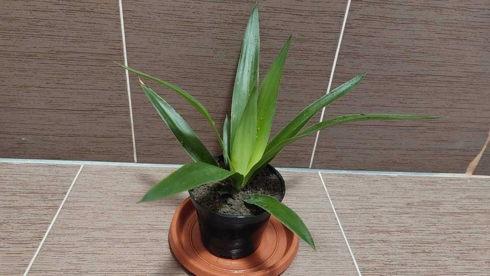 Planta apartament - Yucca in ghiveci, aprox. 16 cm