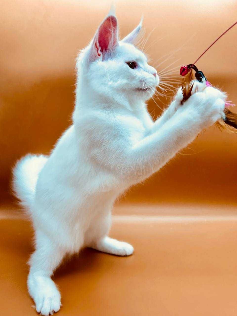 Pisica Femela Maine Coon cu pedigree (WCF AUTORIZATA) Livrarea