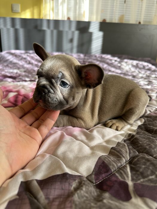 Френски булдог Blue Fawn