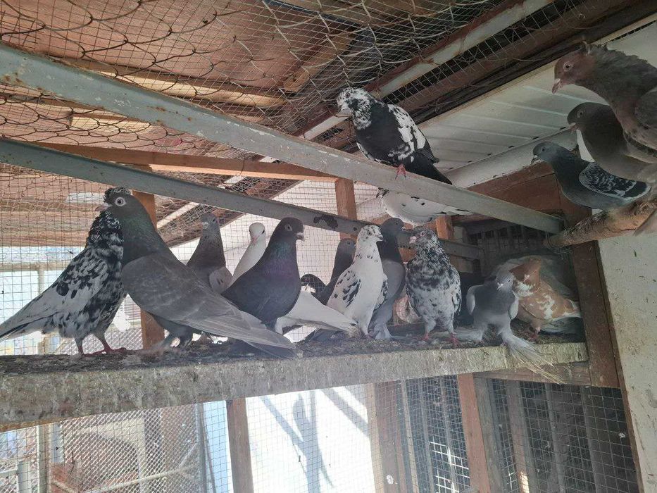 РАСПРОДАЖА ГОЛУБЕЙ: бакинцы, туркмены, чалкары, сычи и др.