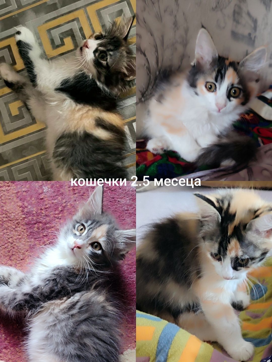 Продаются котята домашние