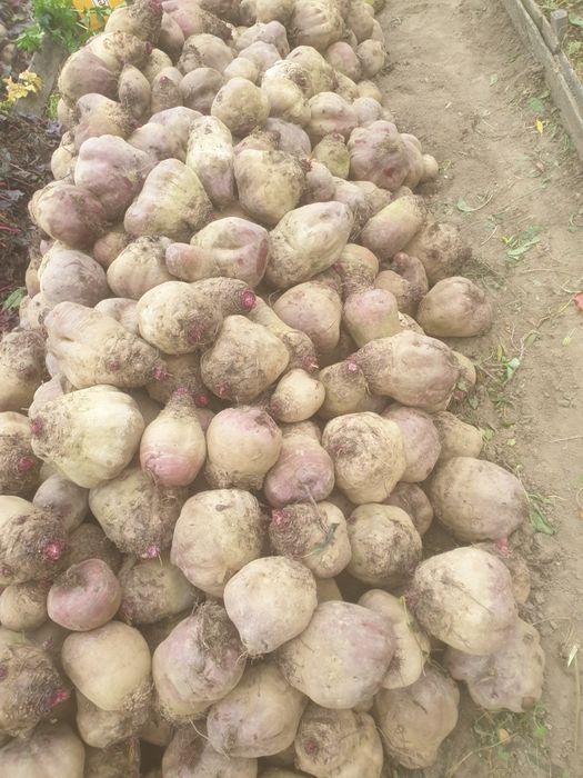 Sfecla rosie. Gust exceptional