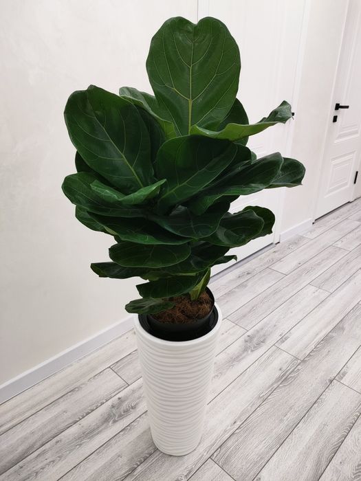 Комнатное растение. доставка есть