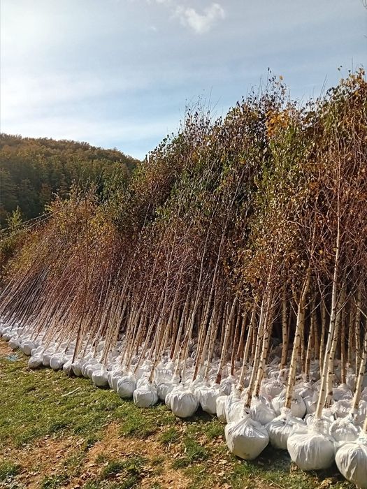 Va catalpa globulară la ghiveci