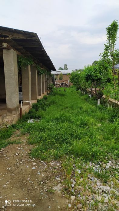 Keles. Abdurahmonov. Kok terak.7.6 sotx