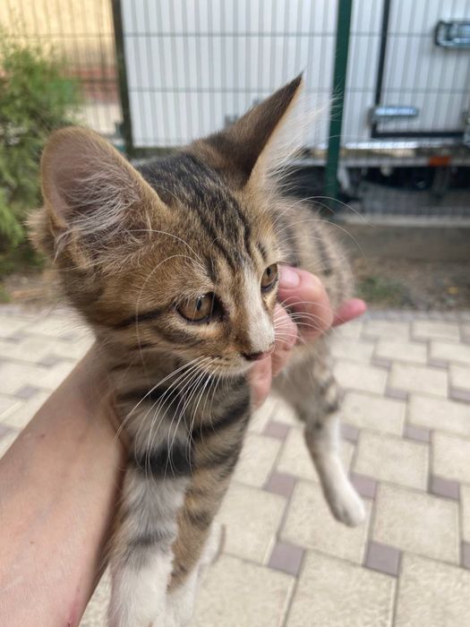 Котята мальчик девочка