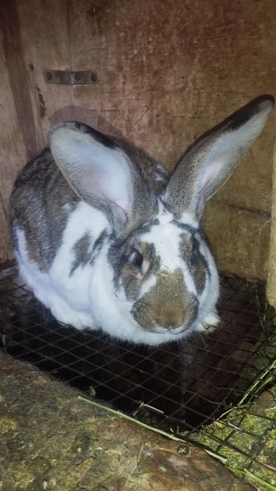 Продаются кролики