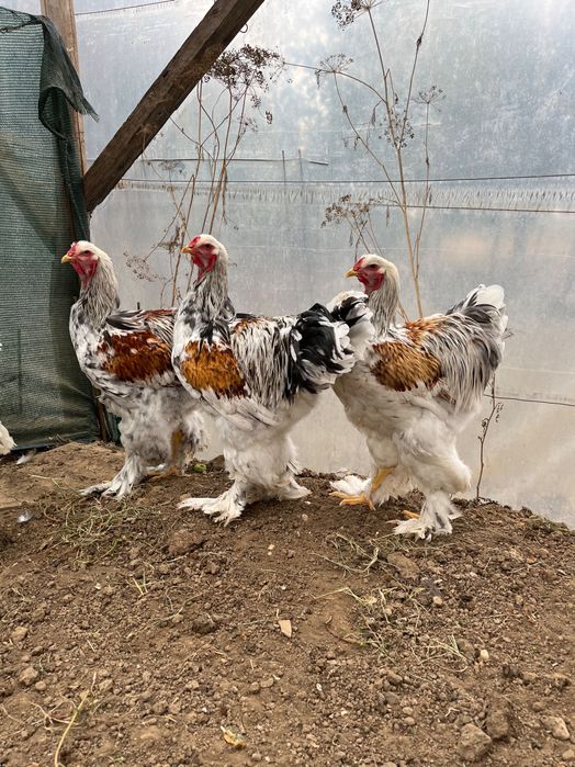 Cocoși Brahma silver negru, rotgesattelt